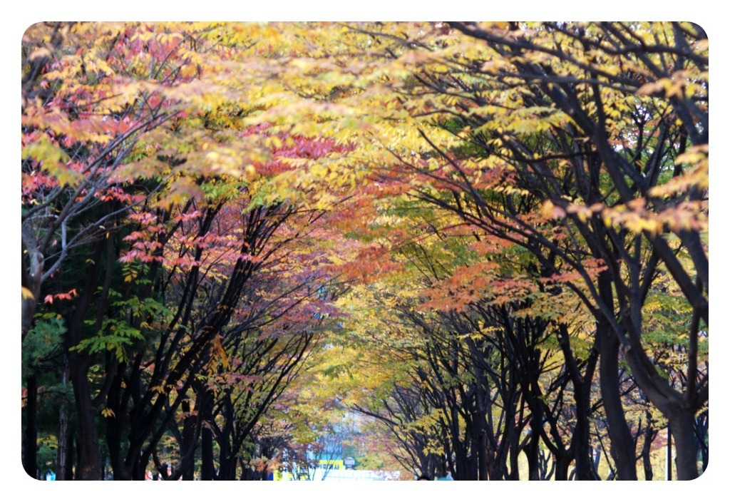 중앙화원 이미지