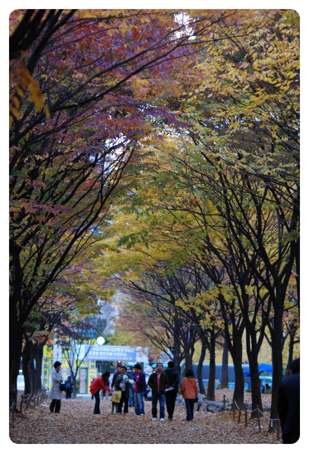 중앙화원 이미지