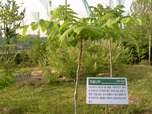 가래나무 이미지