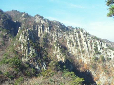 샐비아 이미지