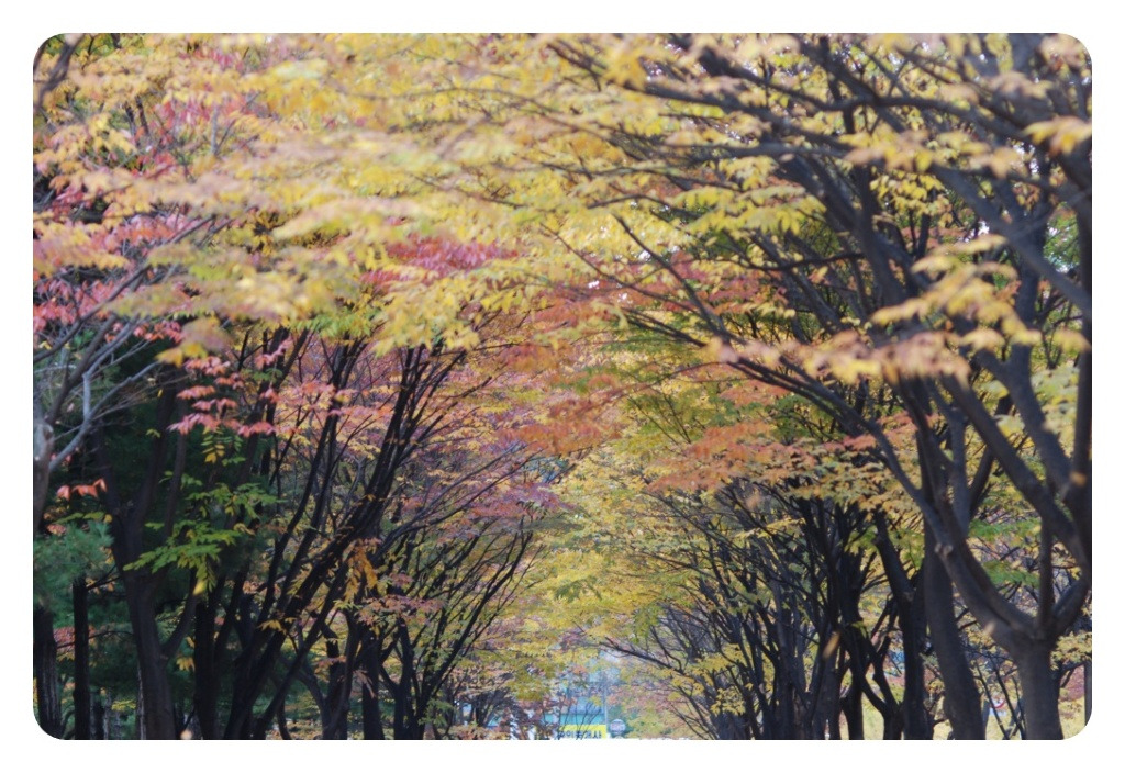 중앙화원 이미지